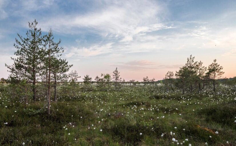 Deleniti quam non ea libero et sed