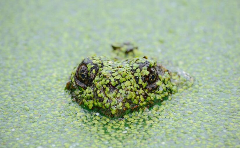 Aut impedit ea adipisci eius magni