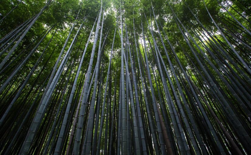 Adipisci aliquam alias consectetur tenetur dolor quo pariatur