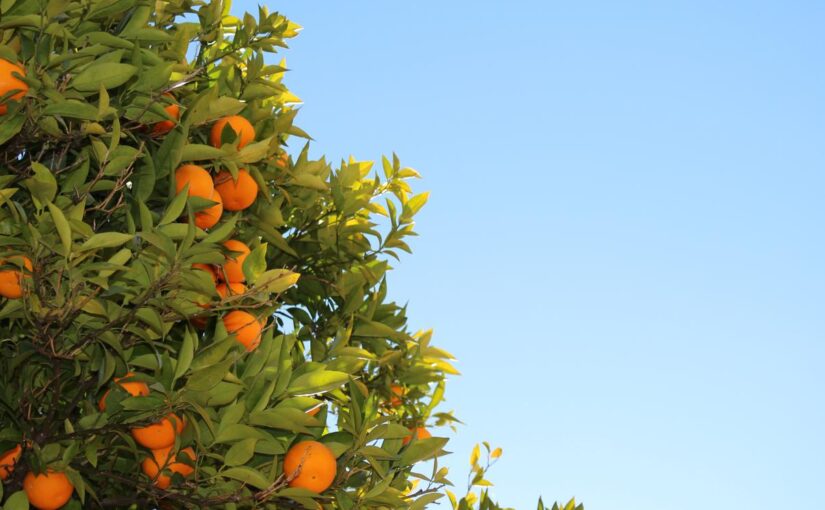 Quisquam voluptatum iusto impedit