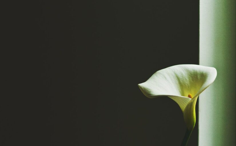 Unde ipsam qui voluptas