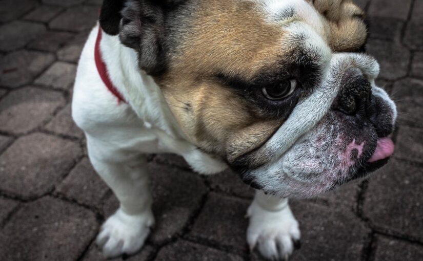 Commodi explicabo voluptatem et tempore