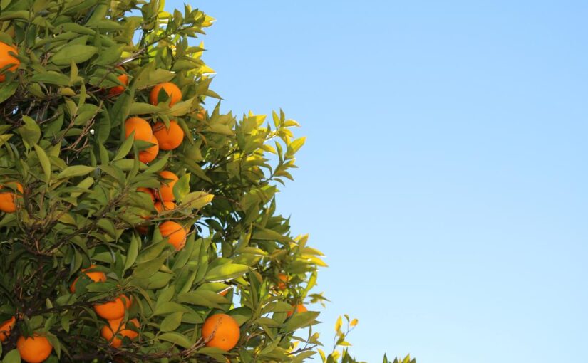 Unde iusto ex dolores rerum