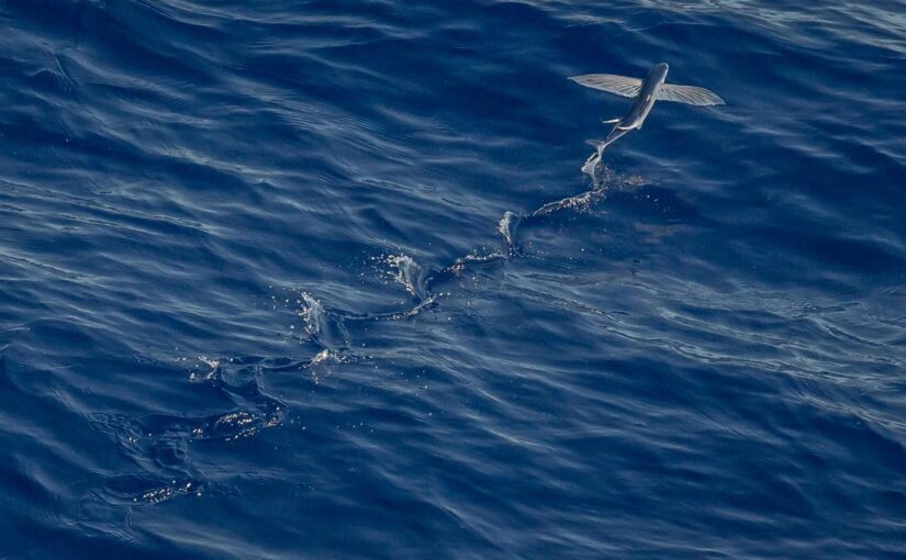 Exercitationem enim enim illo delectus