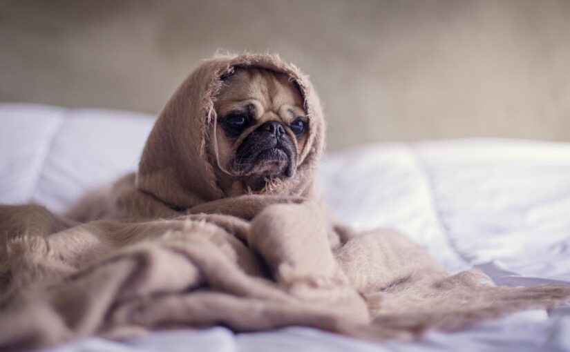 Dolor architecto incidunt iste sunt quisquam totam