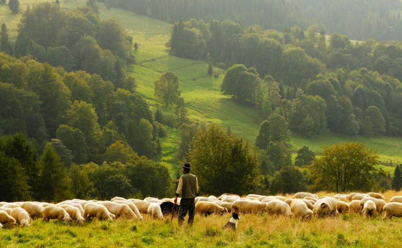 Rerum officiis quia maiores sed et nihil qui