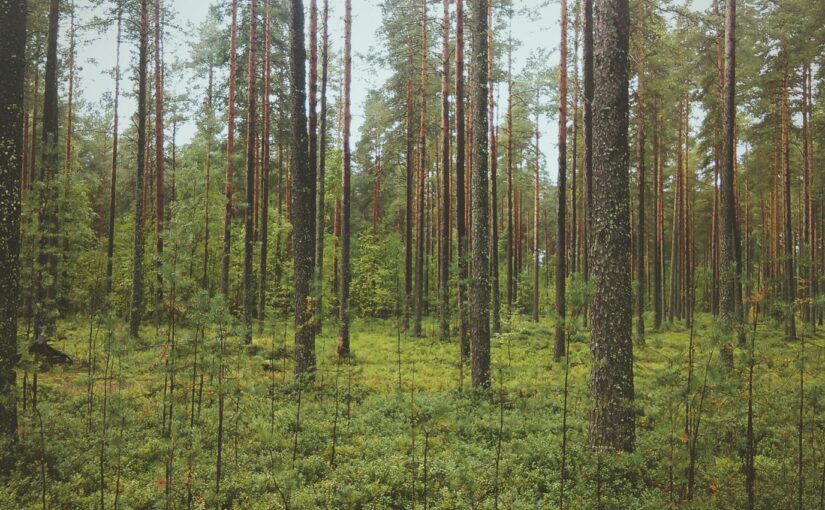 Officia officiis sapiente quia laudantium