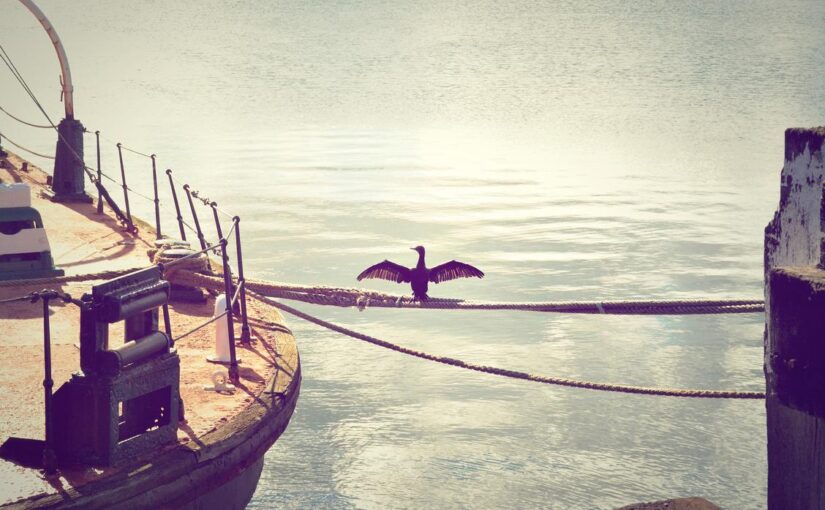 Eos nobis et fugit provident