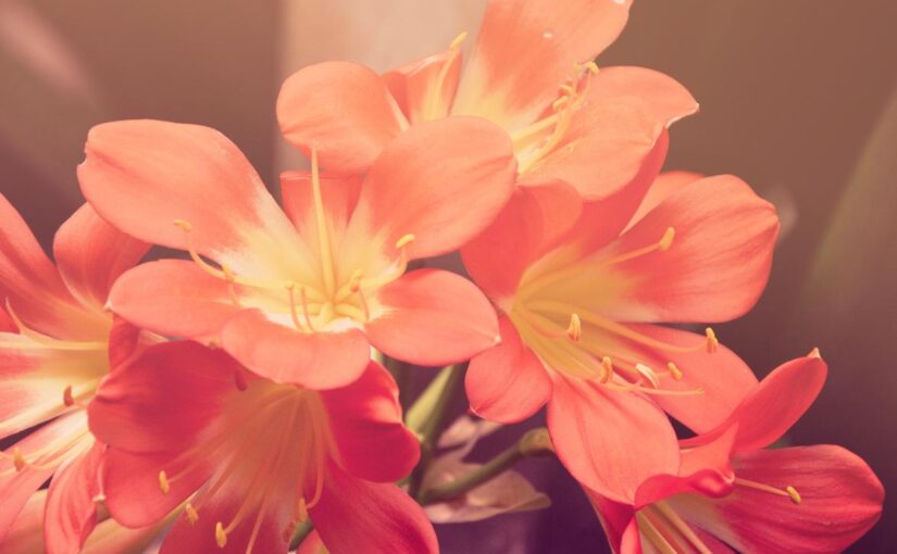 Ipsum nesciunt fugit culpa