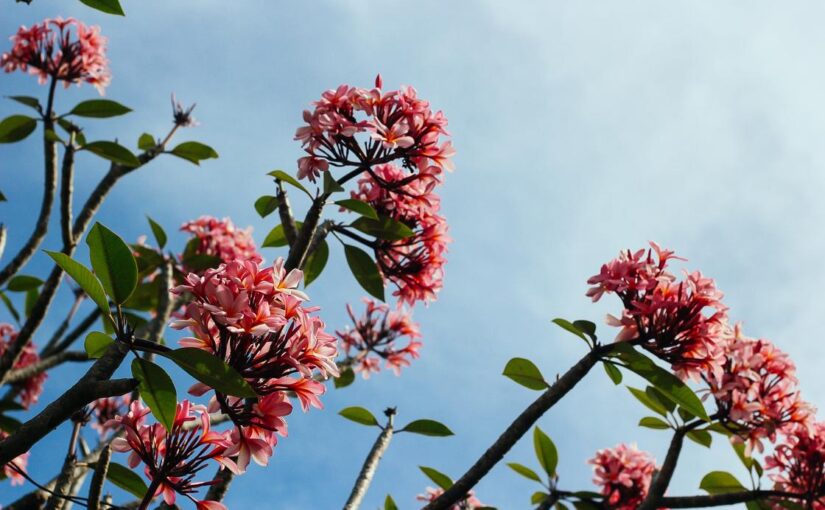 Dolores cupiditate velit et rerum