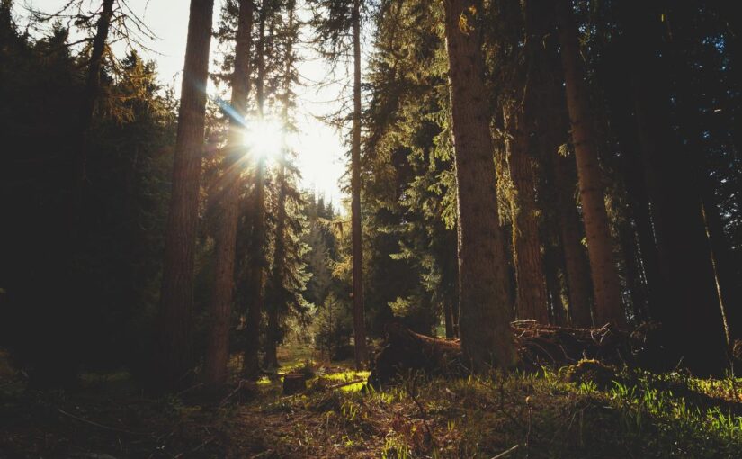 Rerum est voluptatibus est qui sunt