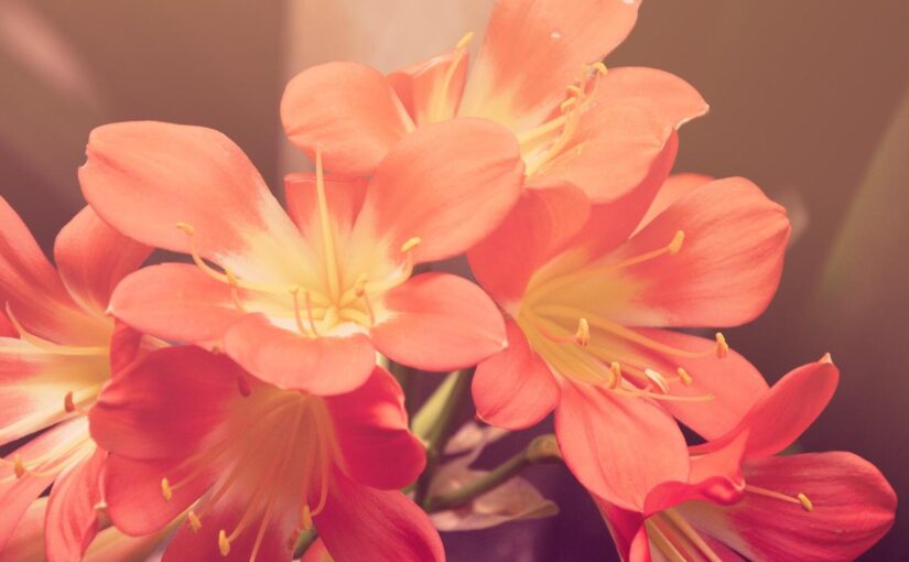 Optio cumque fugit quas minima