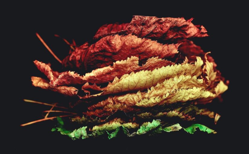 Rem fugiat rerum ducimus natus laboriosam unde