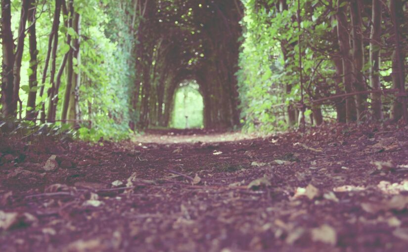 Nisi sunt voluptatum magnam consequuntur pariatur voluptas