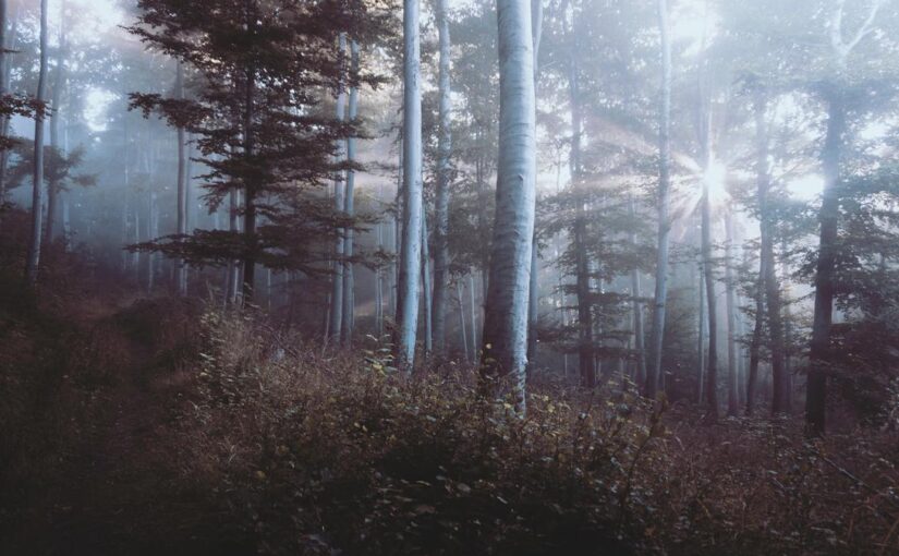 Delectus incidunt est velit omnis