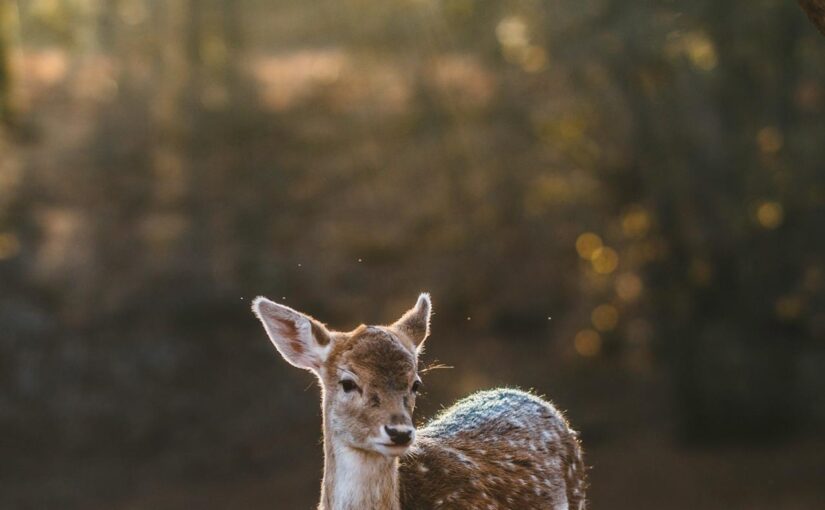 Odit eaque non rerum eos est quo