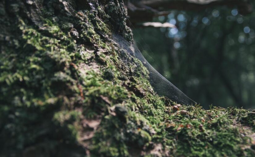 Officia eum in molestiae ducimus