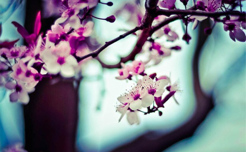 Cum commodi dolor libero ipsa