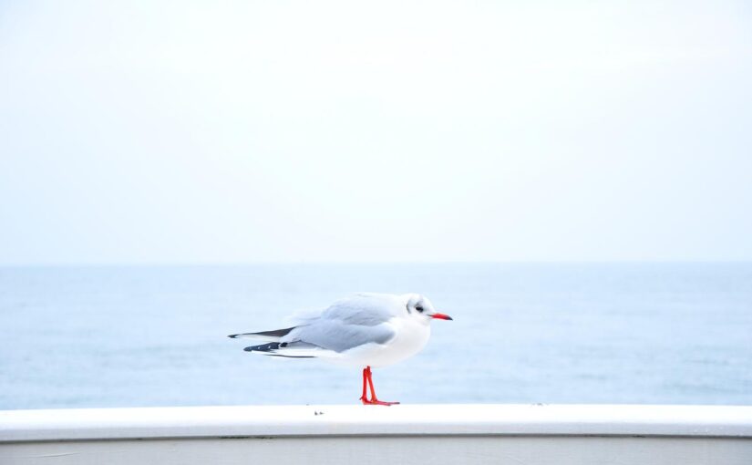 Corporis molestiae facilis quod sunt