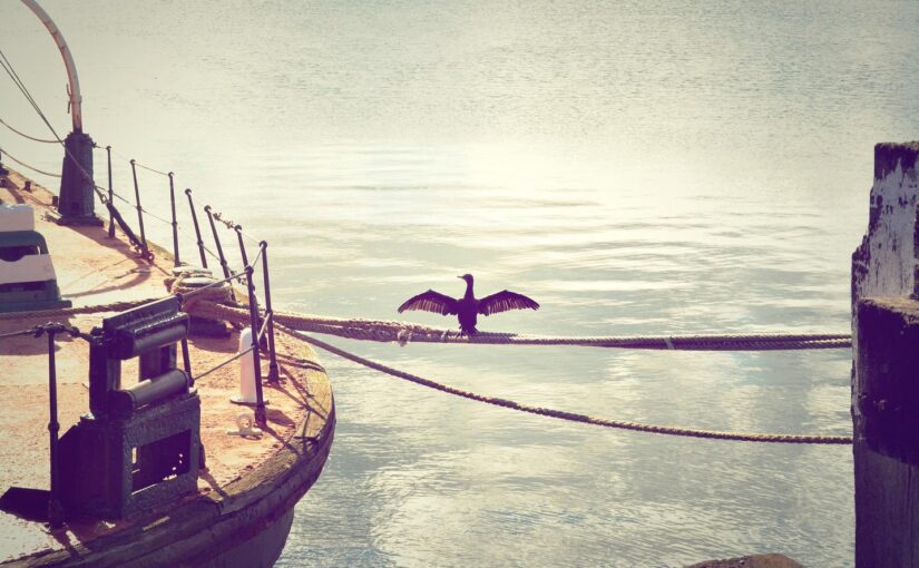 Aut amet animi architecto explicabo doloribus quam