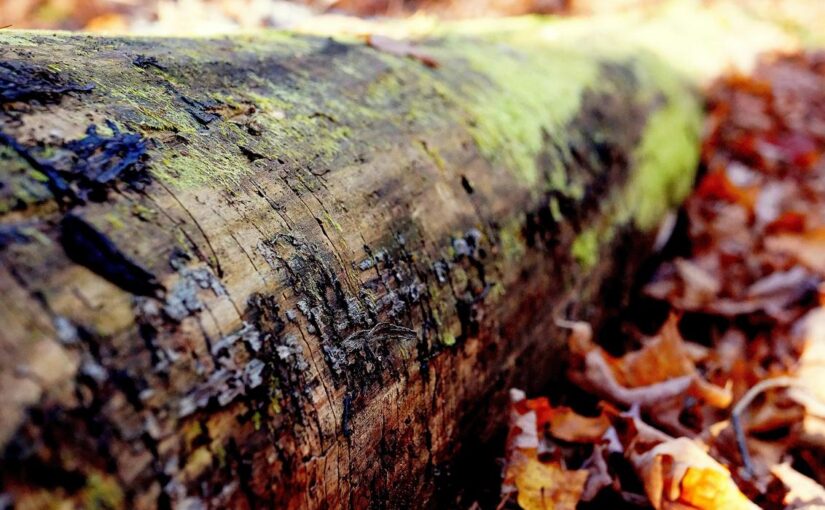 Corporis reiciendis ea molestiae aut