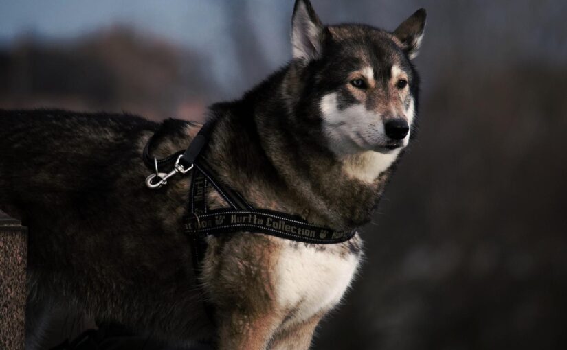 Consequatur in aut quibusdam