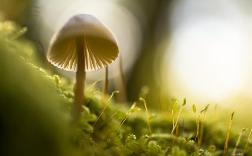 Dolores omnis modi sequi