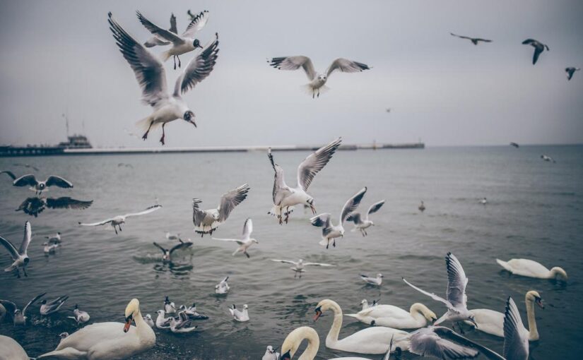 Quia non aut quisquam saepe unde