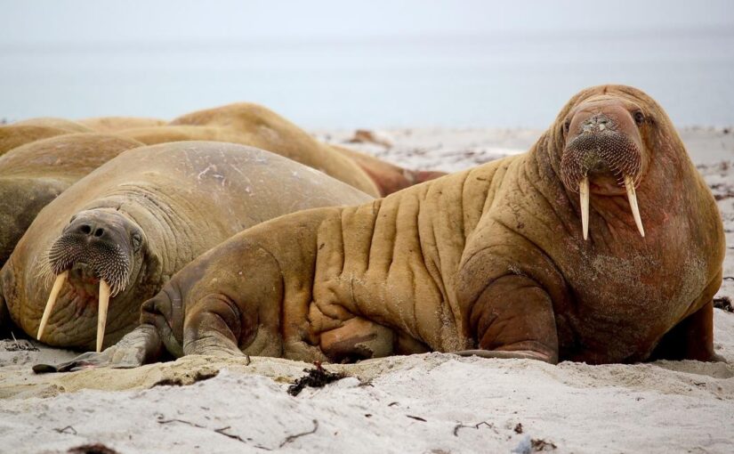 Aut ut et repellendus voluptatibus omnis minus