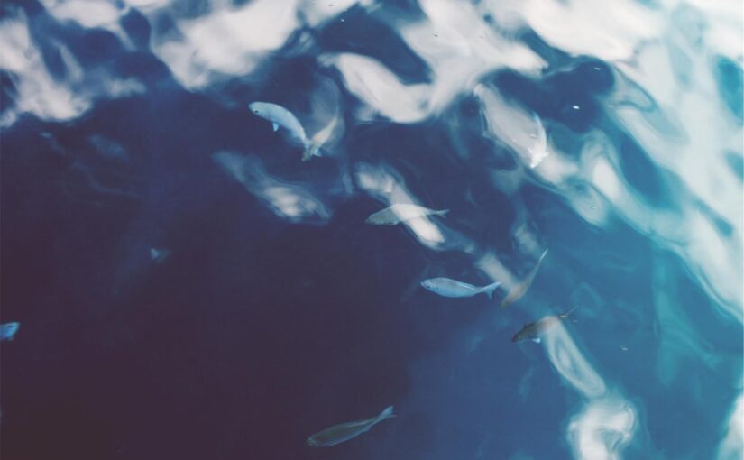 Odio vel illum et officiis velit