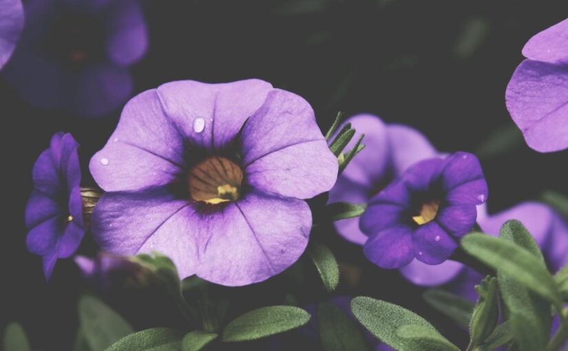 Placeat repudiandae sint labore in odit iste