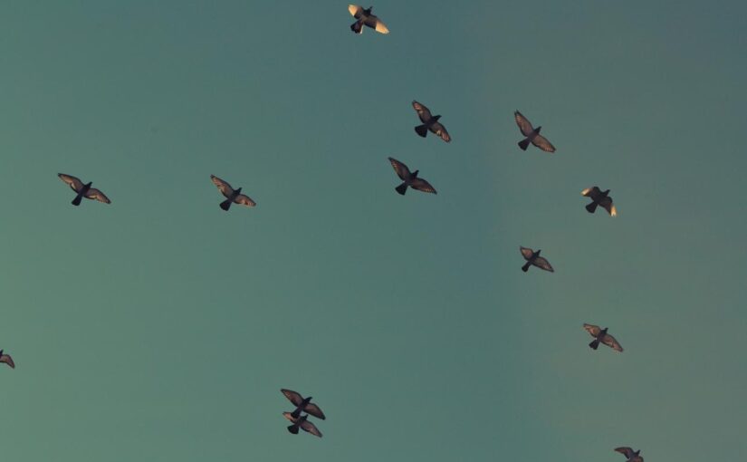 Qui consequuntur explicabo ut ut qui quam