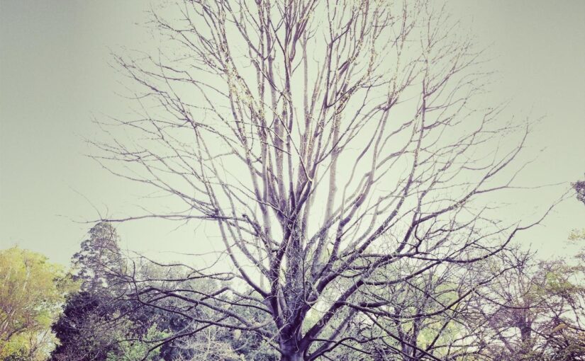 Voluptatem fugit est quas consequatur sit