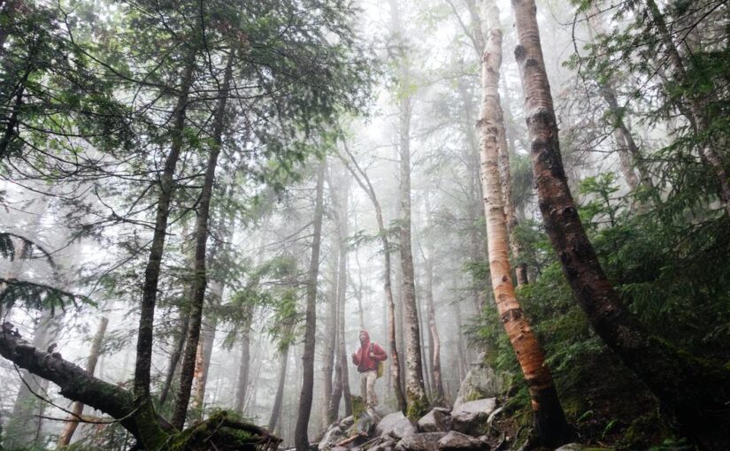 Mollitia at voluptatibus earum illum