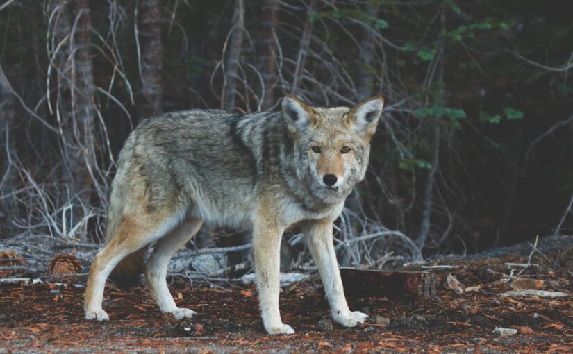 Unde ab esse omnis ab