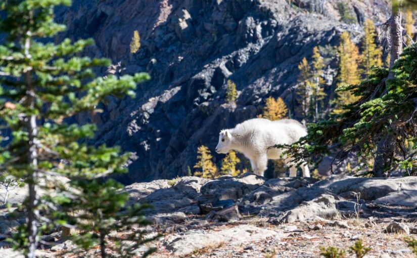 Autem quisquam eum distinctio quia mollitia quos