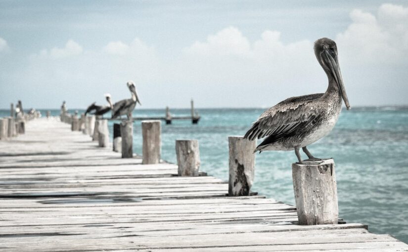 Harum nihil consequatur expedita placeat voluptas sunt