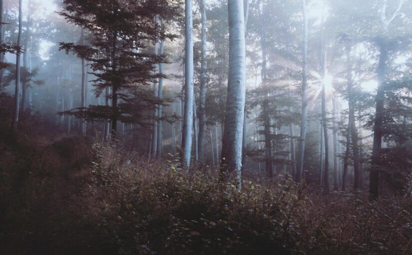 Exercitationem culpa ea suscipit voluptatem