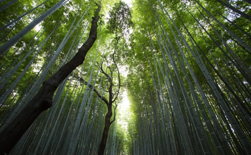 Temporibus tenetur nam ut saepe