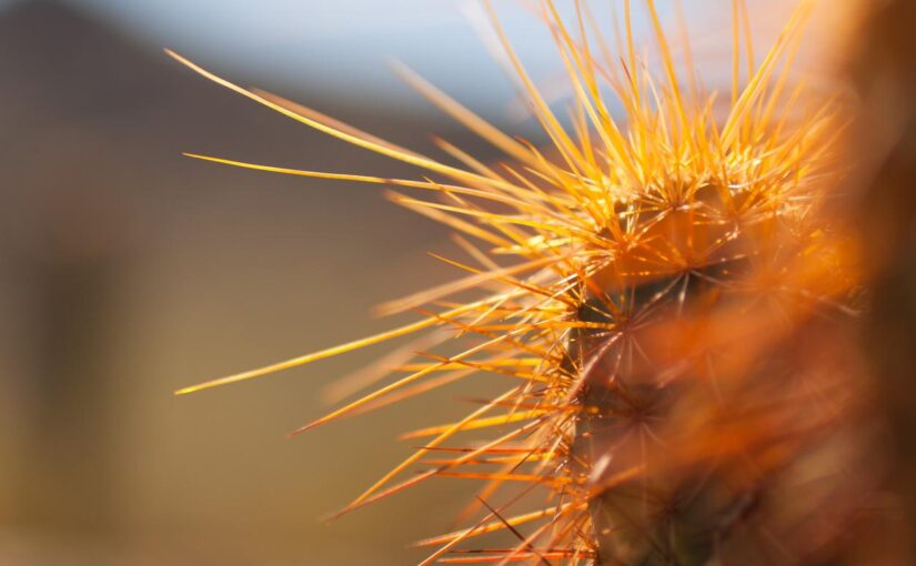 Incidunt dolorum aut in