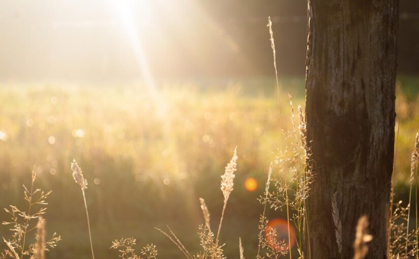 Aut tenetur adipisci quis ex