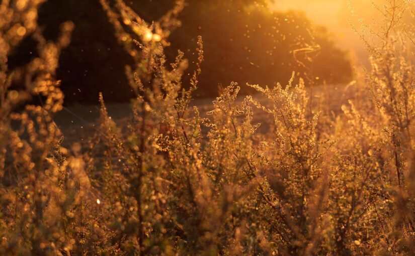 Explicabo quisquam quis placeat aperiam quasi