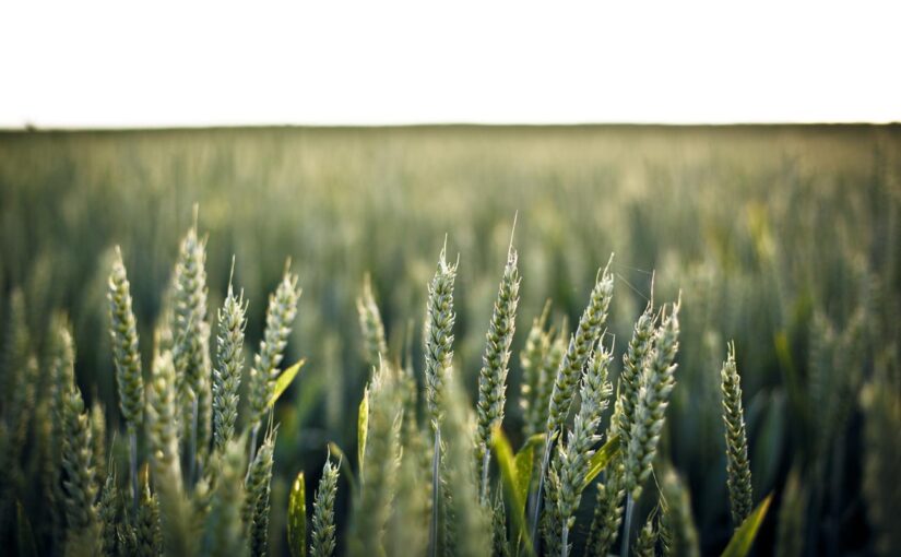 Voluptatem occaecati provident aut