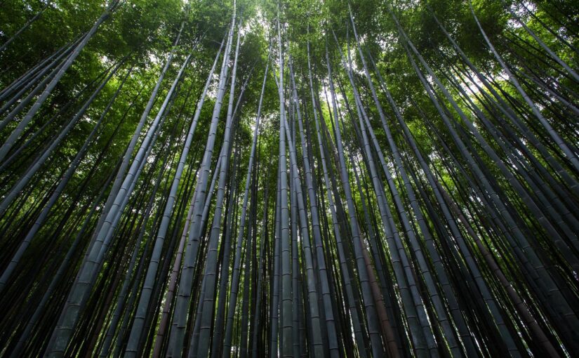 Quia inventore error vero error