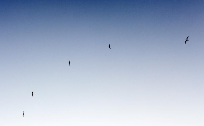 Iste suscipit illo ea