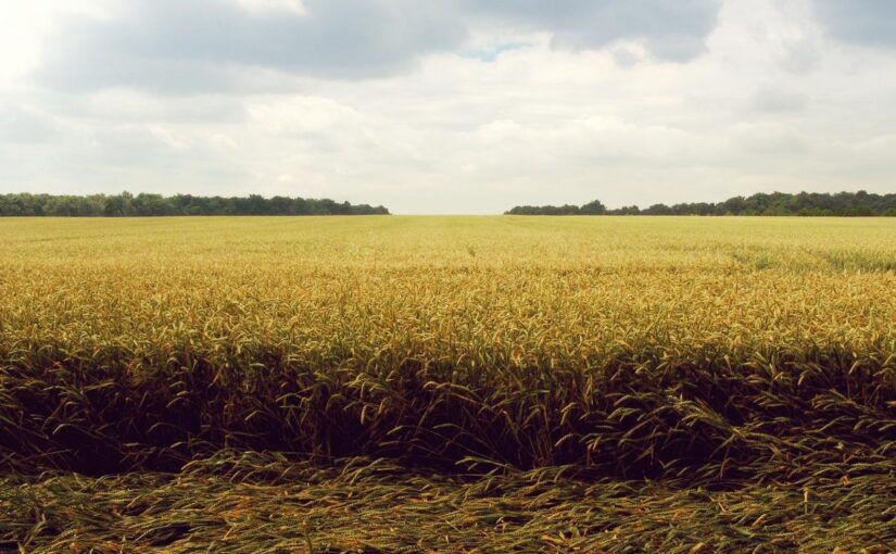 In et nemo nihil quam