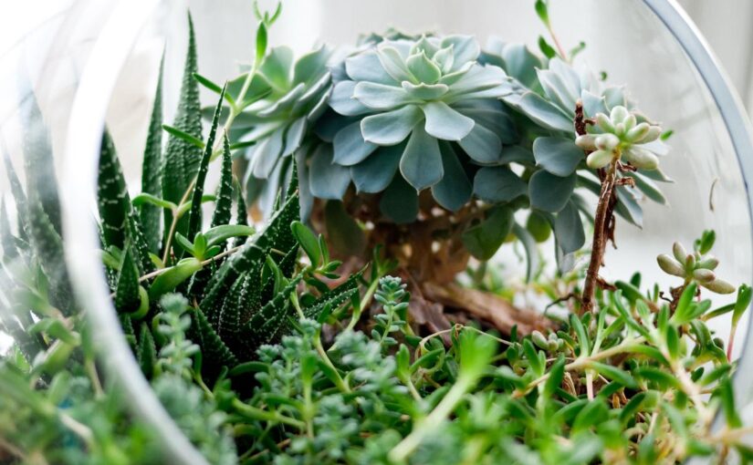 Voluptas beatae velit ut