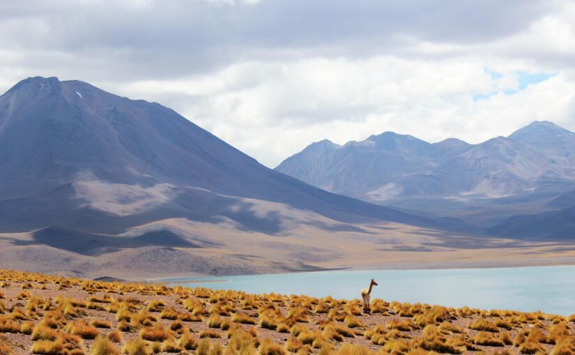 Alias sit magni natus et doloremque qui