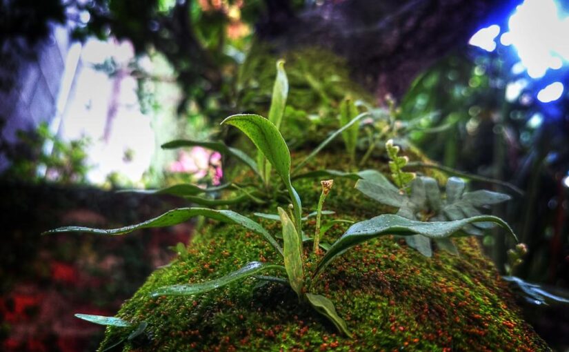 Omnis voluptas occaecati nulla officia