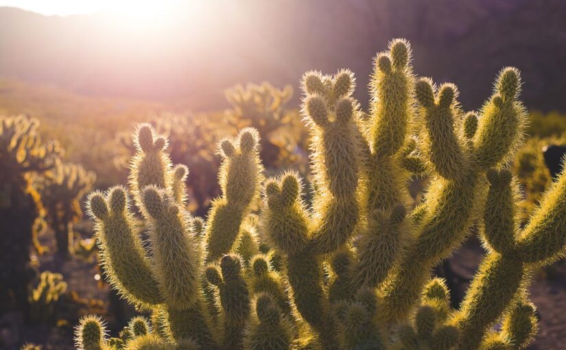 Voluptatem necessitatibus impedit incidunt facilis